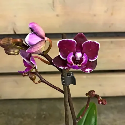 Phal.Kaoda Twinkle. Phal.Kaoda Twinkle 1442 и А ля Каода :)) Цветение:  ожидание и реальность. - YouTube