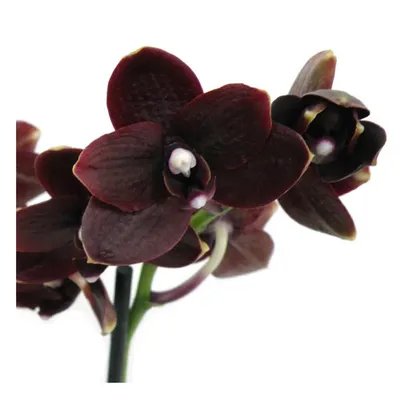 Купить Чёрная Орхидея Kaoda Twinkle. Сортовые Орхидеи в Москве