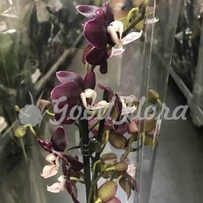 Правила выращивания орхидеи Каода | VseOlady.ru | Дзен