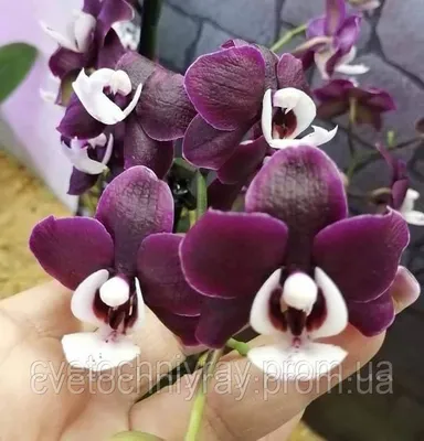 Орхидея Каода: описание, фото, сорта нового гибрида, а также особенности  цветения, пересадки, размножения и правила ухода в домашних условиях