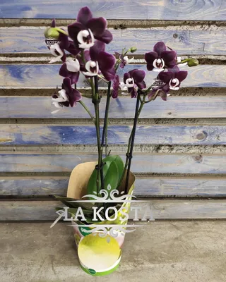 Фаленопсис Каода Твинкл (Phalaenopsis Kaoda Twinkle 'Chocolate Drops') —  купить в интернет-магазине Ангелок