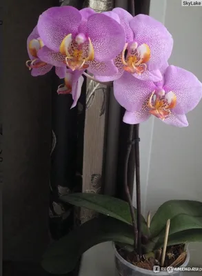 Орхидея Каода Твинкл || Распаковка новой орхидеи - YouTube