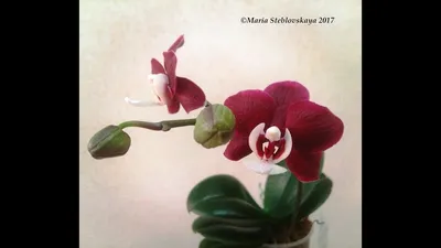 Орхидея фаленопсис Каода: 650 грн. - Комнатные растения Южноукраинск на Olx