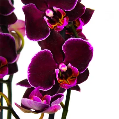 Орхидея Фаленопсис - «Уход за фаленопсисом без экстрима, и да! Орхидея  фаленопсис. » | отзывы