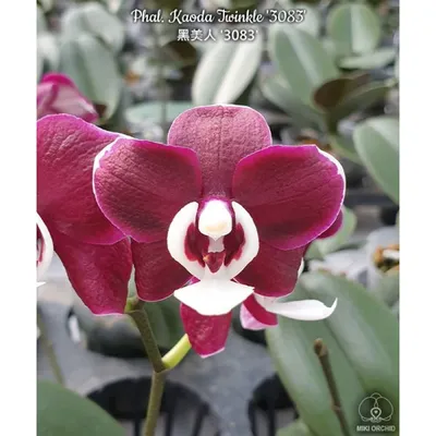 PHALAENOPSIS KAODA TWINKLE. Первое цветение. Описание и особенности ухода -  YouTube