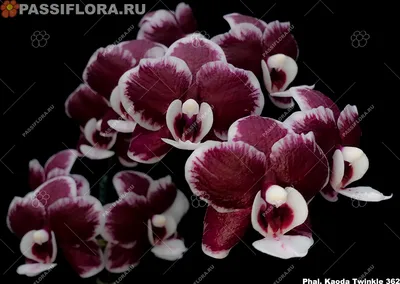 Черная Орхидея Фаленопсис Каода Твинкл в кашпо с автополивом Lechuza Cube в  интернет магазине Черная Орхидея. И всё что нужно для орхидей: кашпо,  удобрения, грунты.