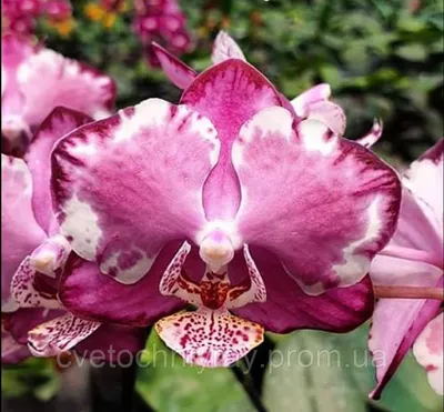 Lycaste Orchid Shop - Привезём под заказ! В феврале - начало марта! Phal.  Jincheng Pink Leopard ( цветочек 9 см) Размер - 2,5 ЦЕНА - 275 грн Есть  варианты цветения! Красивейший крупноцветковый