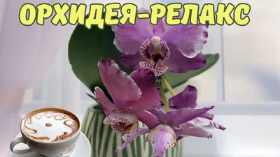 Орхидея Фаленопсис микс D-9 купить в интернет-магазине Доминго