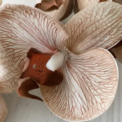 Подросток орхидеи Капучино / Phal.Capuccino размер 2,5 (ID#1255801609),  цена: 340 ₴, купить на Prom.ua