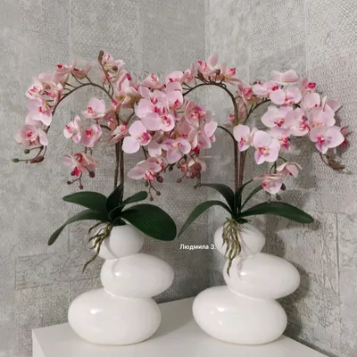 Орхидейный релакс. Phalaenopsis Taida Cappuccino | MsMorrton | Дзен