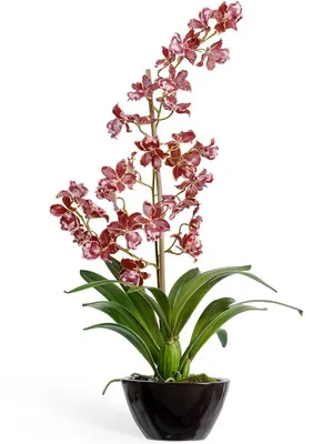 Phal. Cappuccino 2.5''