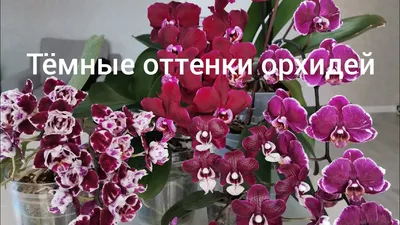 Фаленопсис \"Капучино\" за 2600₽ | Доставка по Москве | Цветочные Рецепты