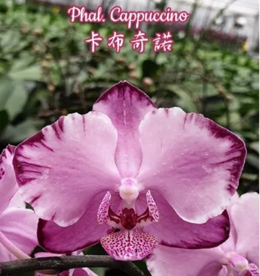 Орхидея фаленопсис - \"Cappuccino\", 2,5, Тайвань - 235 грн, купить на ИЗИ  (9394565)