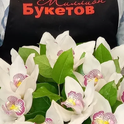 Тёмные оттенки орхидей. Чёрная орхидея. Катрин, Капучино, Каода, Yaphon  Star Diamond 6602 - YouTube