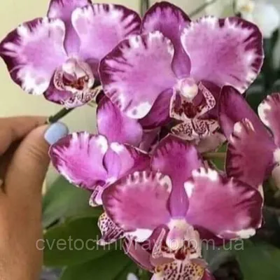 Phal. Cappuccino 2.5''