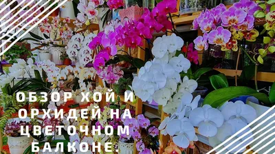 Капучино - купить в интернет-магазине Орхидея