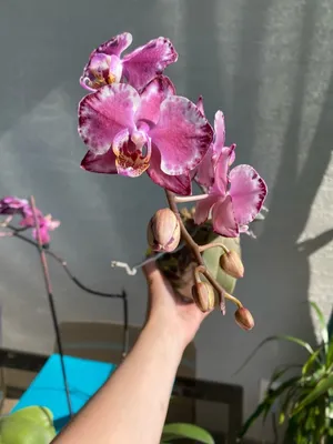 Подросток орхидеи Капучино / Phal.Capuccino размер 2,5 (ID#1255801609),  цена: 340 ₴, купить на Prom.ua