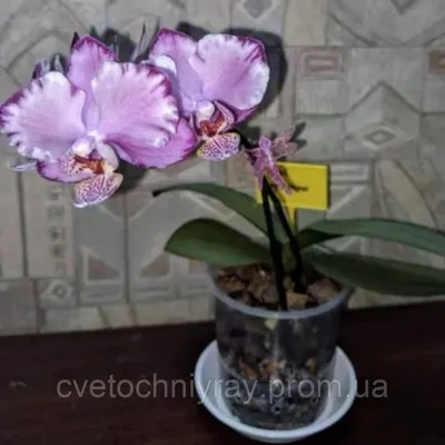Купить межкомнатную дверь Bloom Орхидея цвет капучино в Красноярске