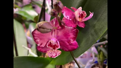 Букет из орхидей, роз и маттиолы - купить в Москве по цене 5990 р - Magic  Flower