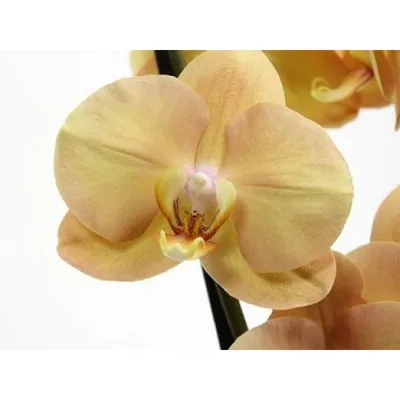 Орхидея Phal. Karina - купить, доставка Украина