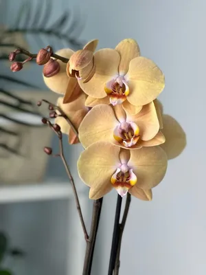 Орхидея фаленопсис Карина или Африканский закат – купить в Екатеринбурге,  цена 1 300 руб., продано 2 марта 2021 – Растения и семена