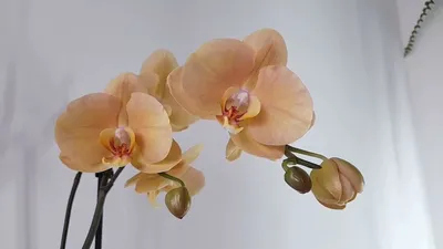 Орхидея \"Фаленопсис Карина\" купить по низкой цене | \"Фаленопсис Карина\" в  интернет-магазине kashpo.store