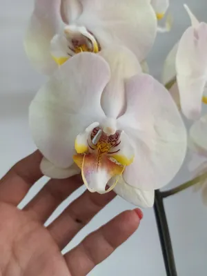 Орхидеи для Вас - 🌺 Стандарт \"Карина\"! 2 цветоноса,цветок:... | Facebook