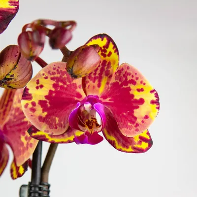 Орхидея Фаленопсис Карина ⌀12 55 см купить в Москве с доставкой | Магазин  растений Bloom Story (Блум Стори)
