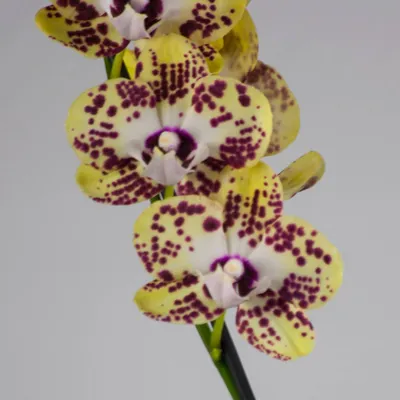 Орхидея Фаленопсис Карин Алоха дарк