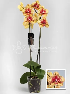 Орхидея Phalaenopsis Karin Aloha