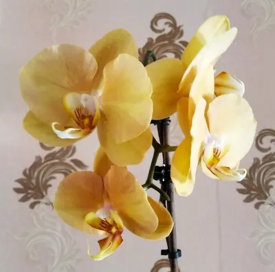 Орхидеи для Вас - 🌺 Стандарт \"Карина\"!!! 2 цветоноса,... | Facebook