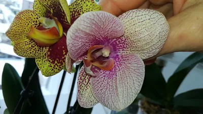 🌺ОРХИДЕИ || ПРОДАЖА|| РОСТОВ on Instagram: \"Цветущая орхидея мутант 😍🌺 .  Бабочка Карина/ Африканский закат 🌺 . 1 ст ,12 горшок.❌❌❌ . Продана.  #бабочкакарина\"