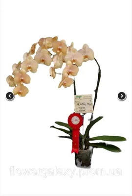 Орхидея Phalaenopsis Golden River (отцвел, РЕАНИМАШКА)