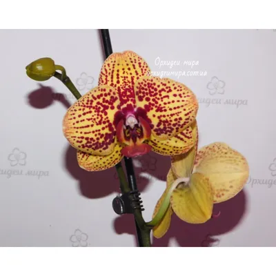 Орхидея фаленопсис карин алоха биг лип купить