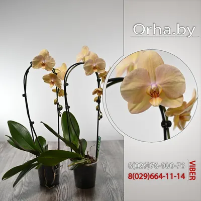 Комнатная Орхидея купить в Москве