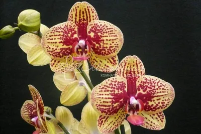 Купить орхидеи с доставкой