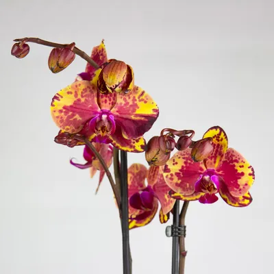 Орхидея фалеропсис Phal. Lottery Prince OX1639 (Карина, Африканский закат)  стандарт в розмірі 1.7 (торфстакан) (ID#1851445454), цена: 295 ₴, купить на  Prom.ua
