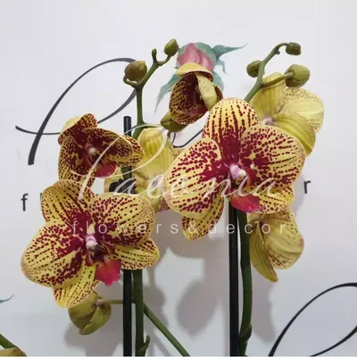 Орхидея фаленопсис Карина | купить в Москве