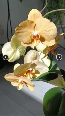 Орхидея Phal. Karin Aloha - купить, доставка Украина