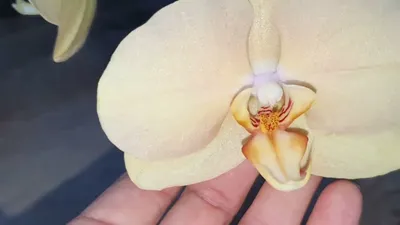 Моя новиночка орхидея Карина или Африканский закат.#орхидея #орхидеяфа... |  TikTok