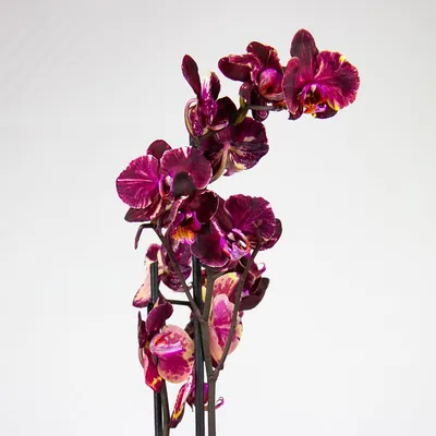 Цветёт орхидея Карина / Karina, а также Pirate Picotee, Golden Apple и  Summer Breeze. - YouTube