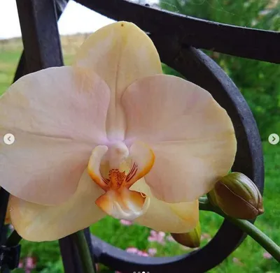 Орхидея Фаленопсис Карин Алоха в кашпо Lechuza ORCHIDEA купить