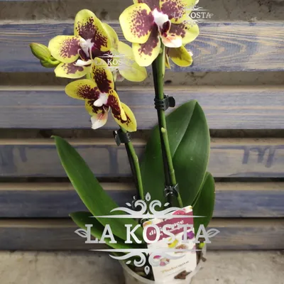 Купить Фаленопсис (орхидея) 12*65 2 ствола Karin Aloha (Bernhard) оптом |  Paeonia