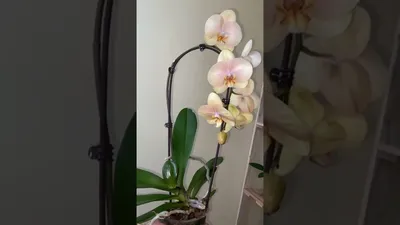 Orchid \"African Sunset\" (Karina) EXPECTED more from FLOWERING - YouTube