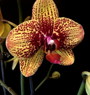 Орхидея Phal. Karin Aloha 2,5 - купить, доставка Украина
