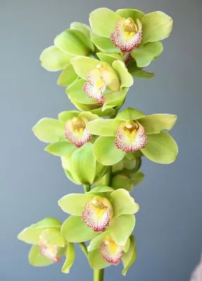 Орхидея Фаленопсис черная купить