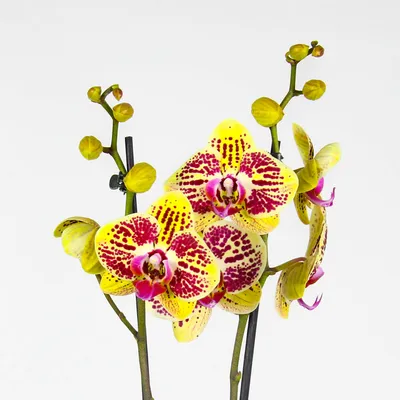 Орхидея карин алоха купить