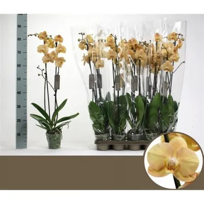 Irene's orchids - Phal. Karina 💛 Долго я ждала ее... | Facebook