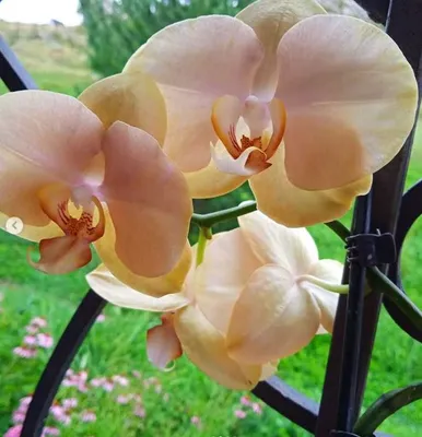 Phal. Karina #орхідея #storczyk #beautiful #flowers #orhids #home - YouTube