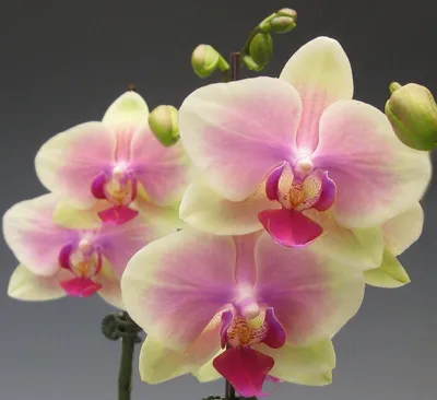 Phalaenopsis Elegant Karin Aloha с 2 цветущим стеблем! - Орхидеи, орхидеи  уход субстратов, Oрхидариумы